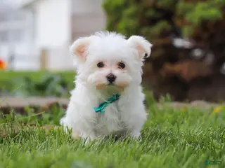 Maltese dogs for sale: Jakson - Ad 3