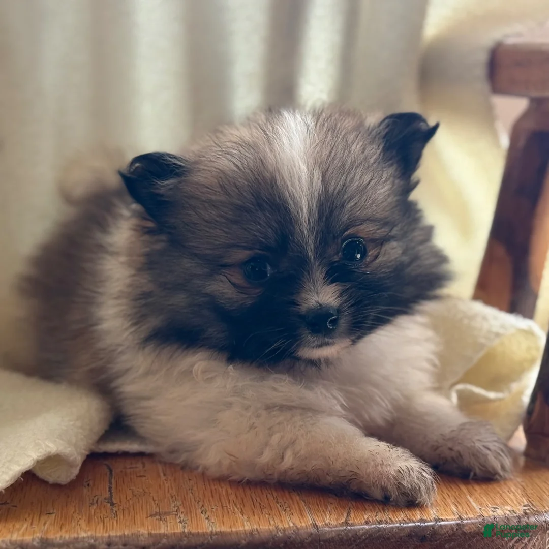Pomeranian dogs for sale: Kalissa - Ad 5