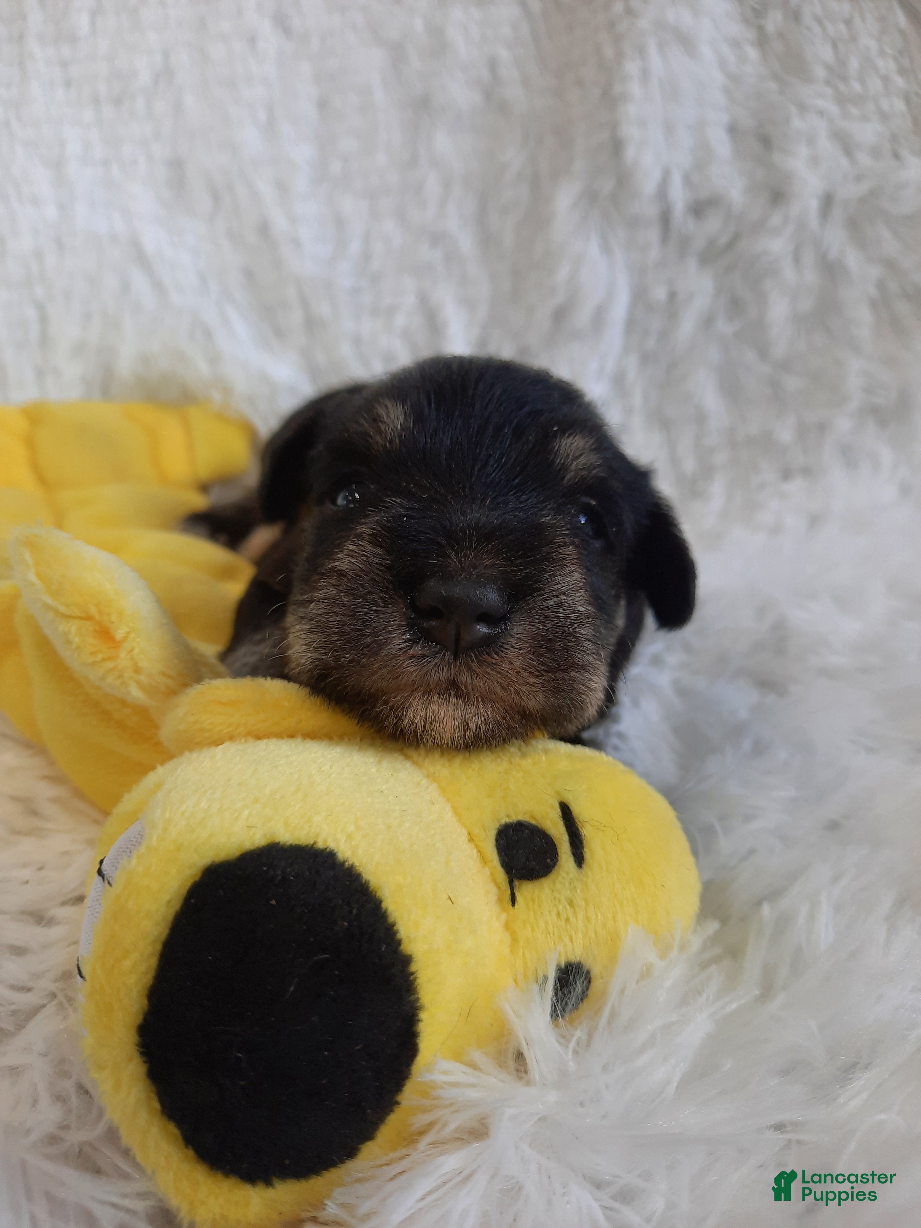 Miniature Schnauzer dogs AKC Cutie Pie - Ad 1