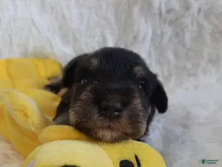 Miniature Schnauzer dogs for sale: AKC Cutie Pie - Ad 3