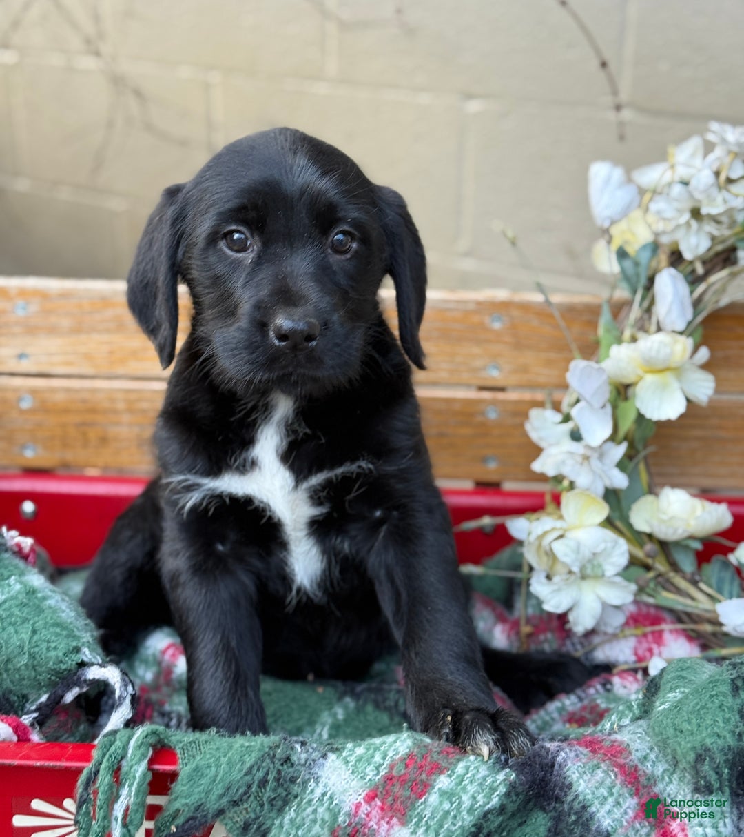 Mixed Breed dogs for sale: Rubie - Ad 1