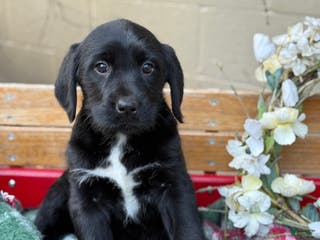 Mixed Breed dogs Rubie - Ad 24