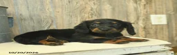 Miniature Dachshund dogs for sale: Donna  - Ad 1