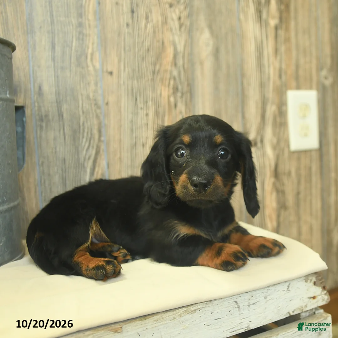 Miniature Dachshund dogs for sale: Donna  - Ad 1
