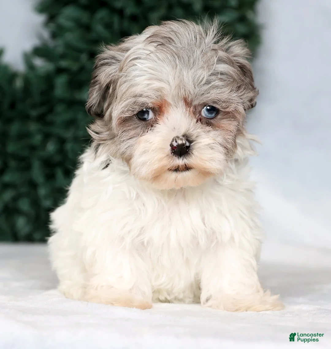 Havapoo dogs for sale: Jill - Ad 7