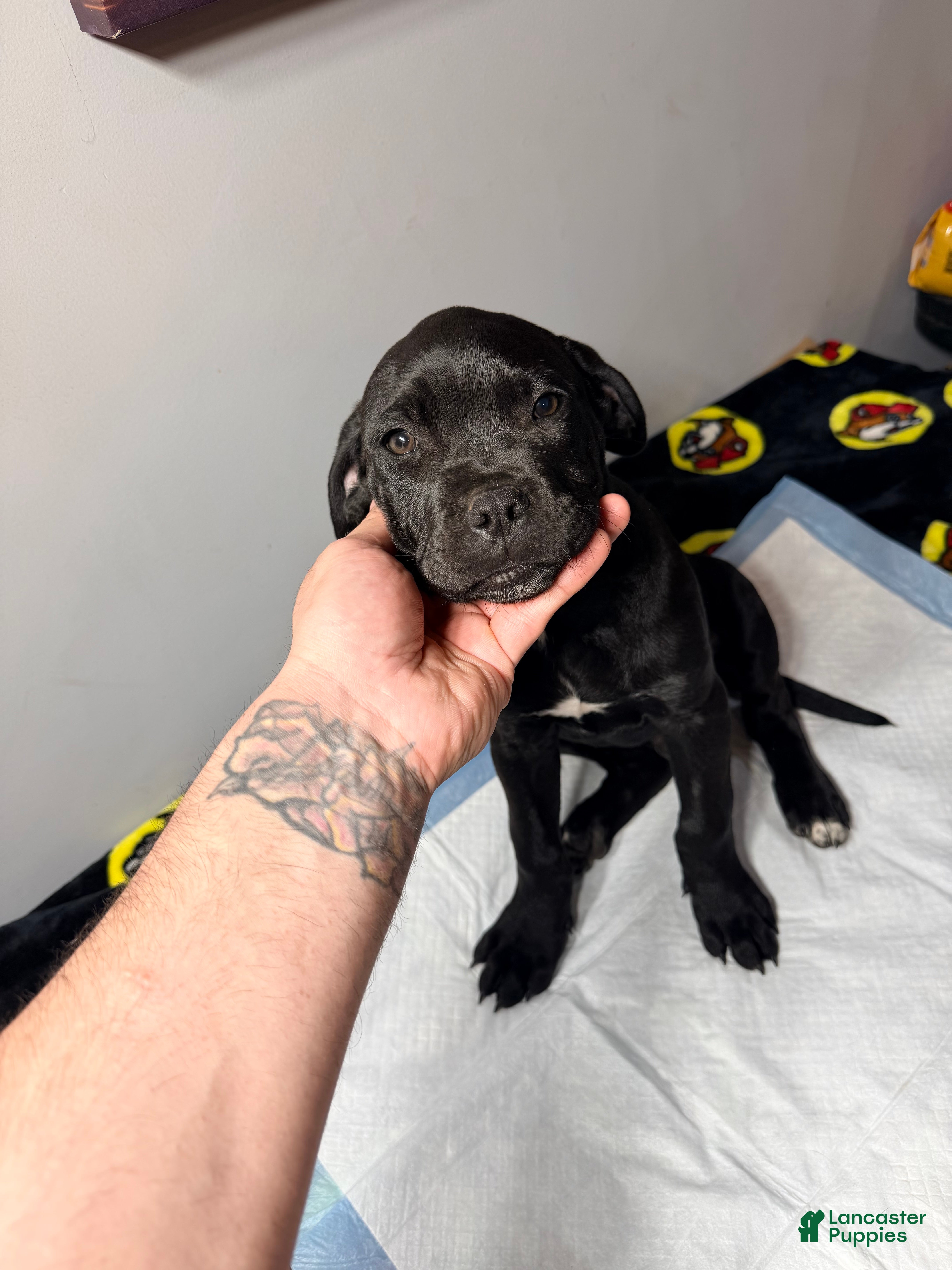 Mixed Breed dogs Black paw boy  - Ad 2
