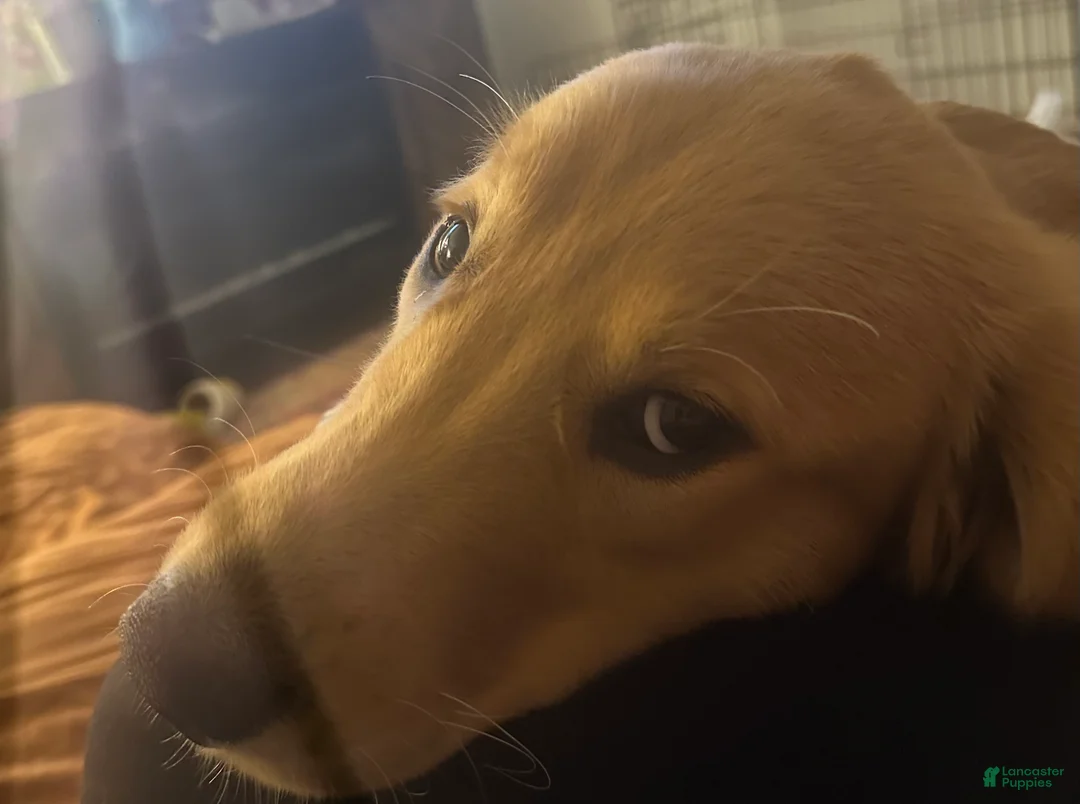 Golden Retriever dogs for sale: Candace - Ad 2