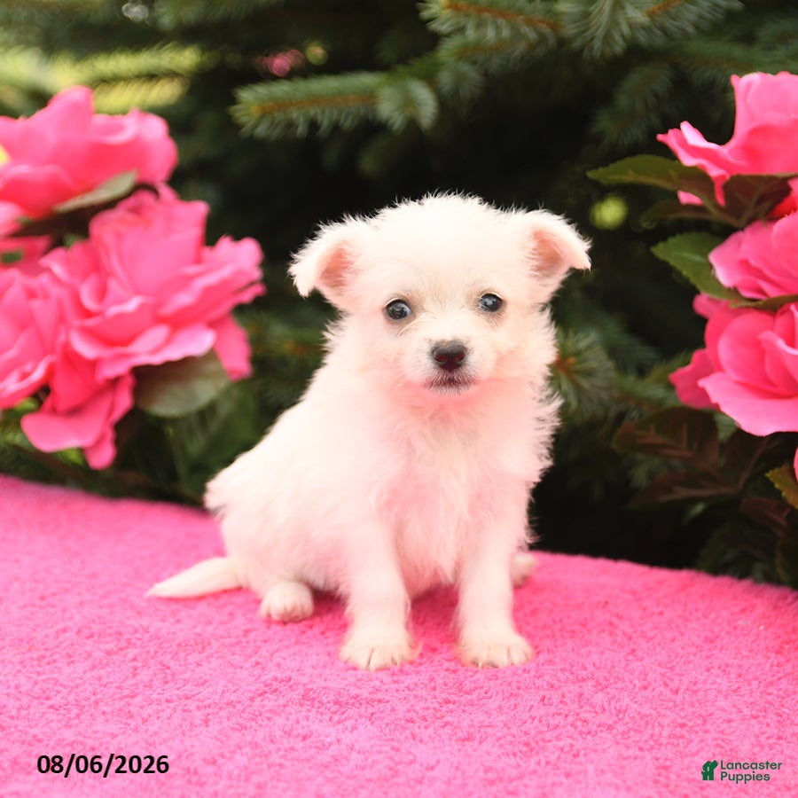Mixed Breed dogs Prince   - Ad 2