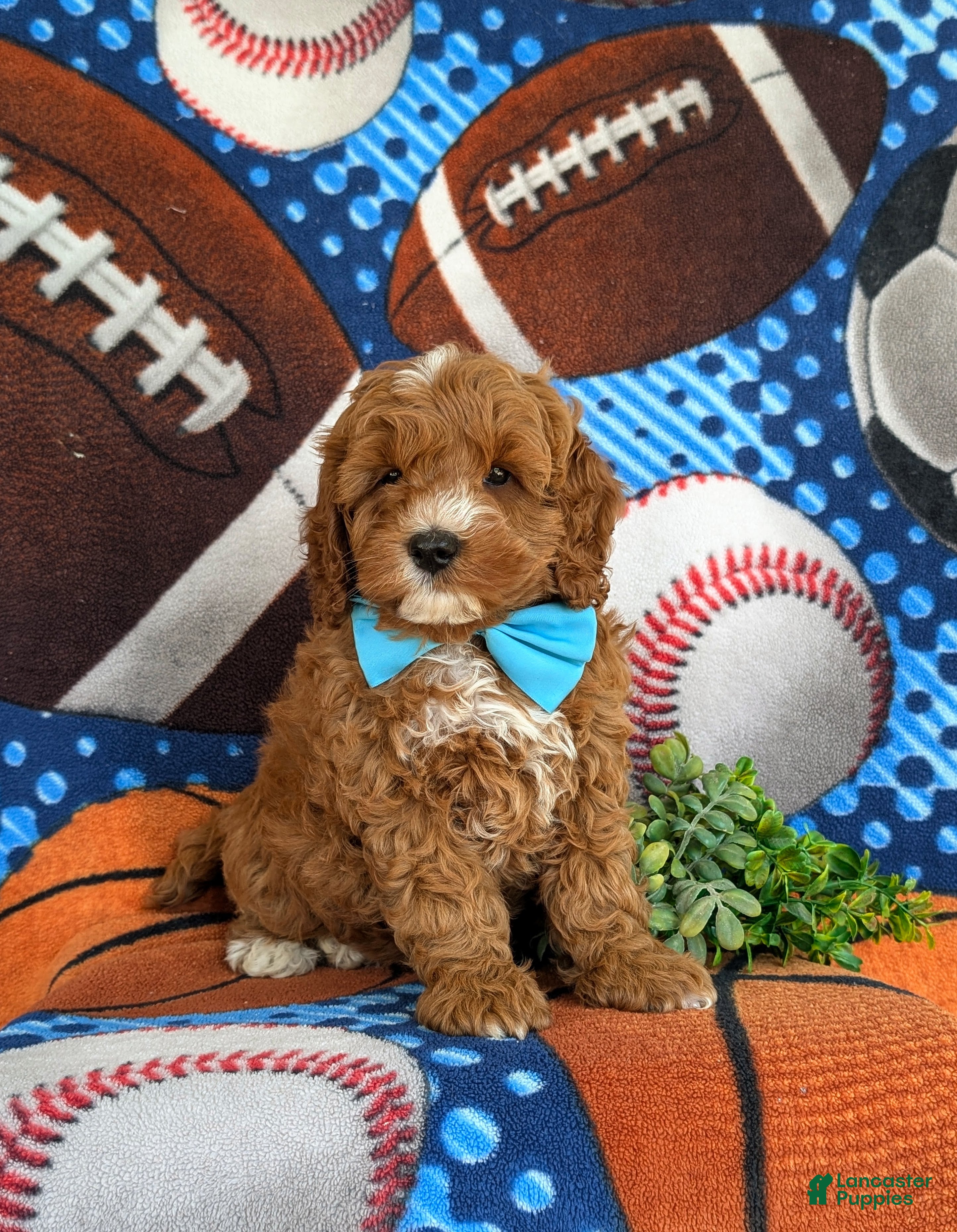 Cavapoo dogs for sale: Oliver Hypoallergenic - Ad 3