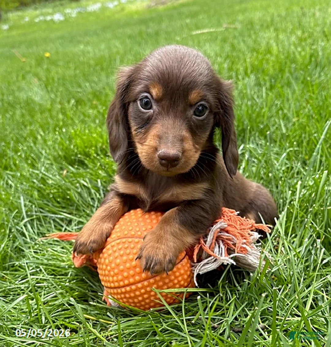 Miniature Dachshund dogs for sale: Hosea - Ad 2