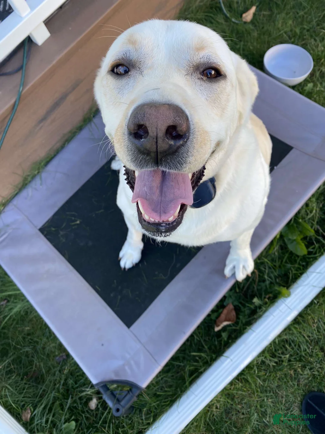 Labrador Retriever dogs for sale: Cloudy - Ad 1