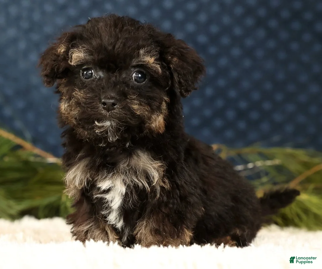 Havapoo dogs for sale: Polly - Ad 3