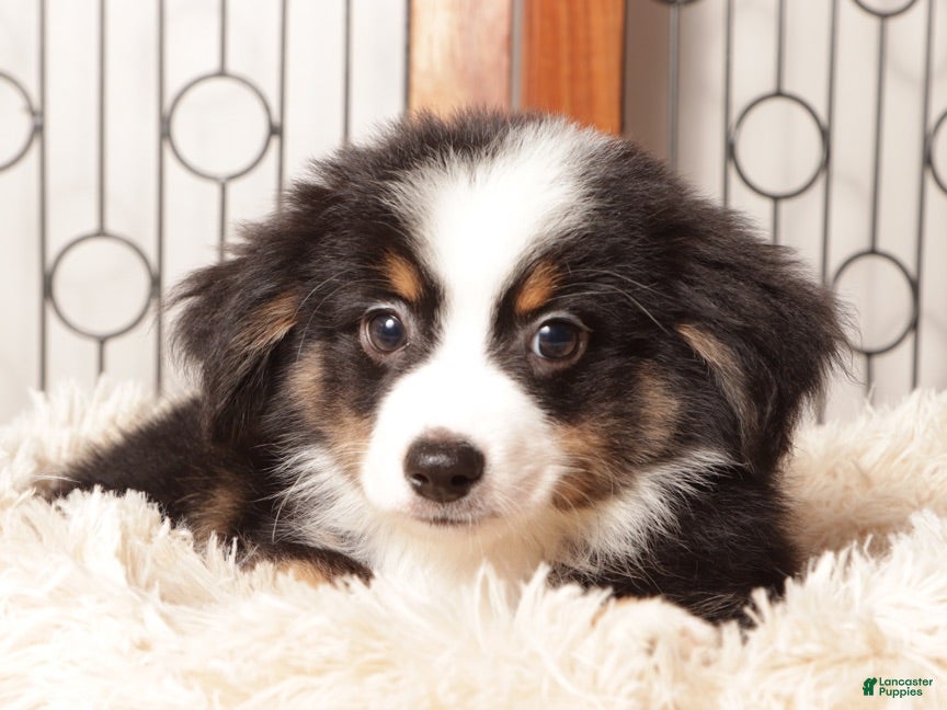 Miniature Australian Shepherd dogs Leo Friendly Mini Aussie  - Ad 1