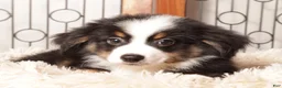 Miniature Australian Shepherd dogs for sale: Leo Friendly Mini Aussie  - Ad 1