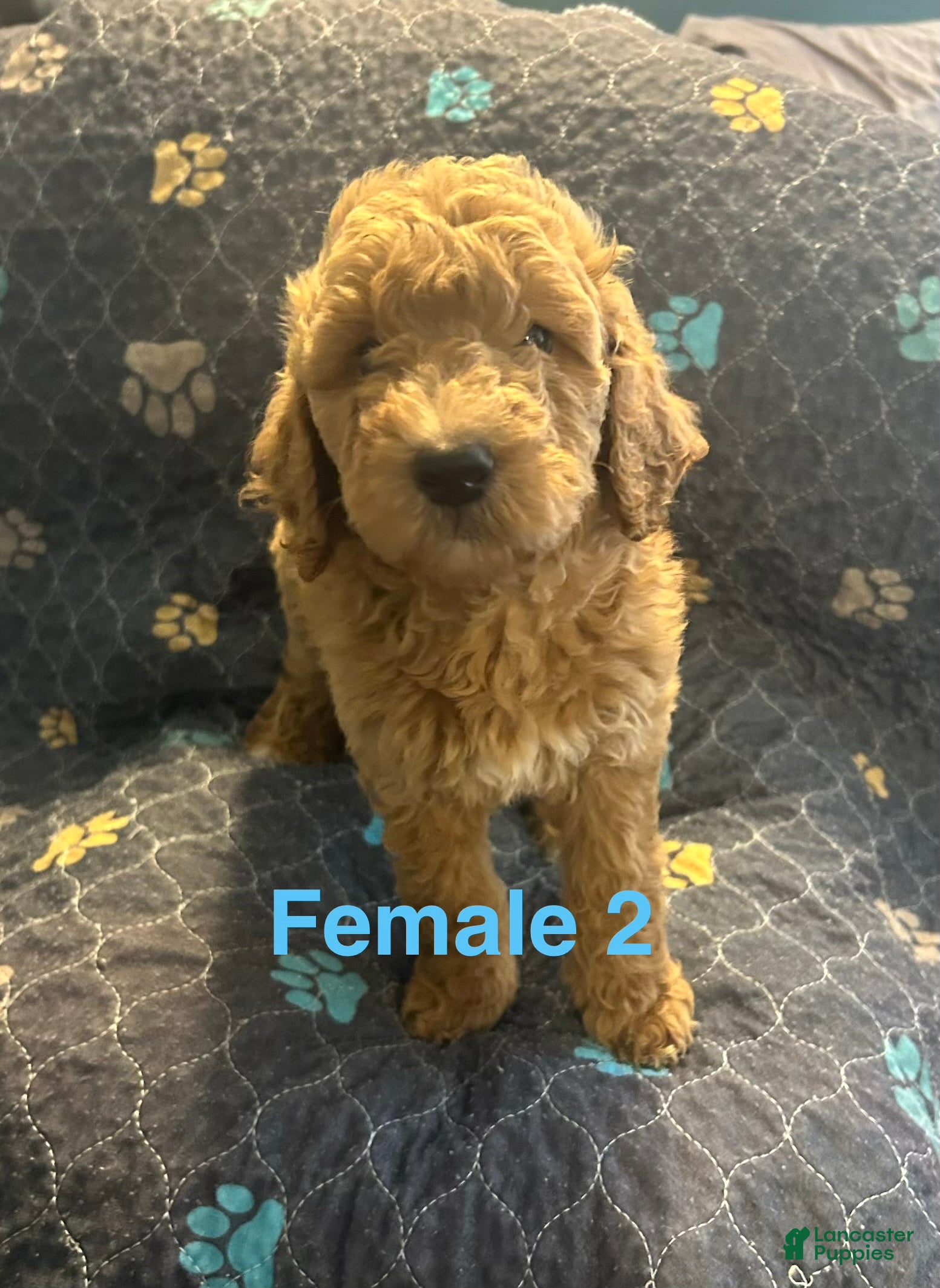 Goldendoodle dogs Goldendoodle Puppy 1 - Ad 1