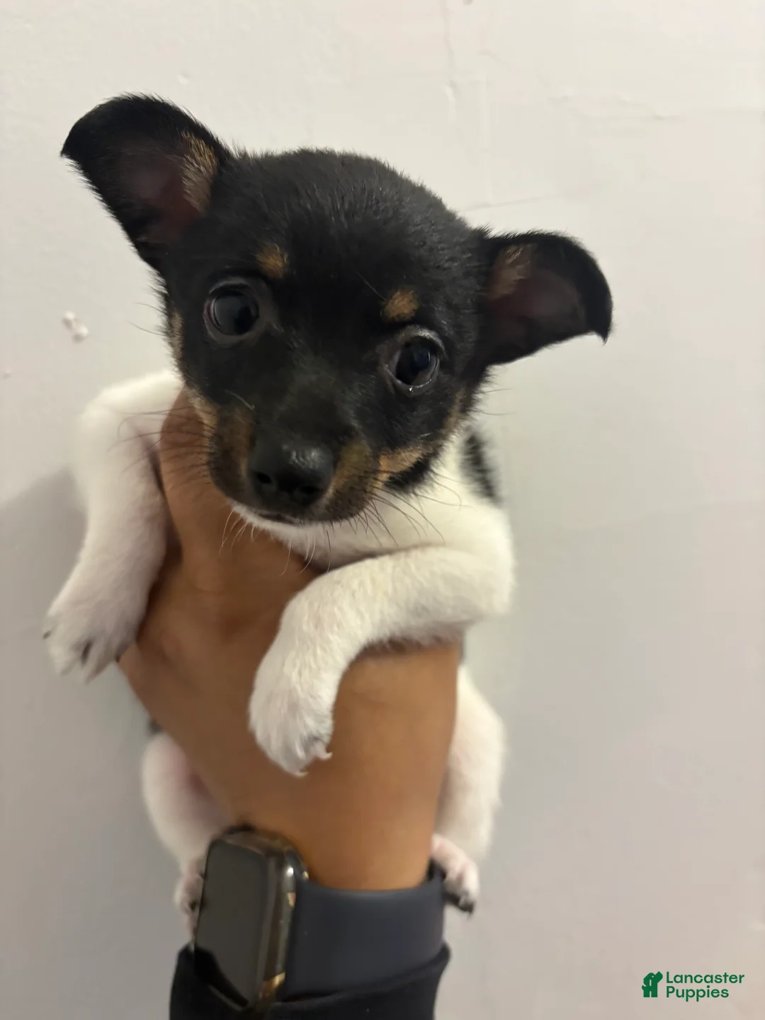 Toy Fox Terrier dogs for sale: Toy Fox Terrier Puppy 2 - Ad 1