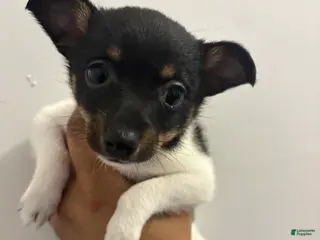 Toy Fox Terrier dogs for sale: Toy Fox Terrier Puppy 2 - Ad 2