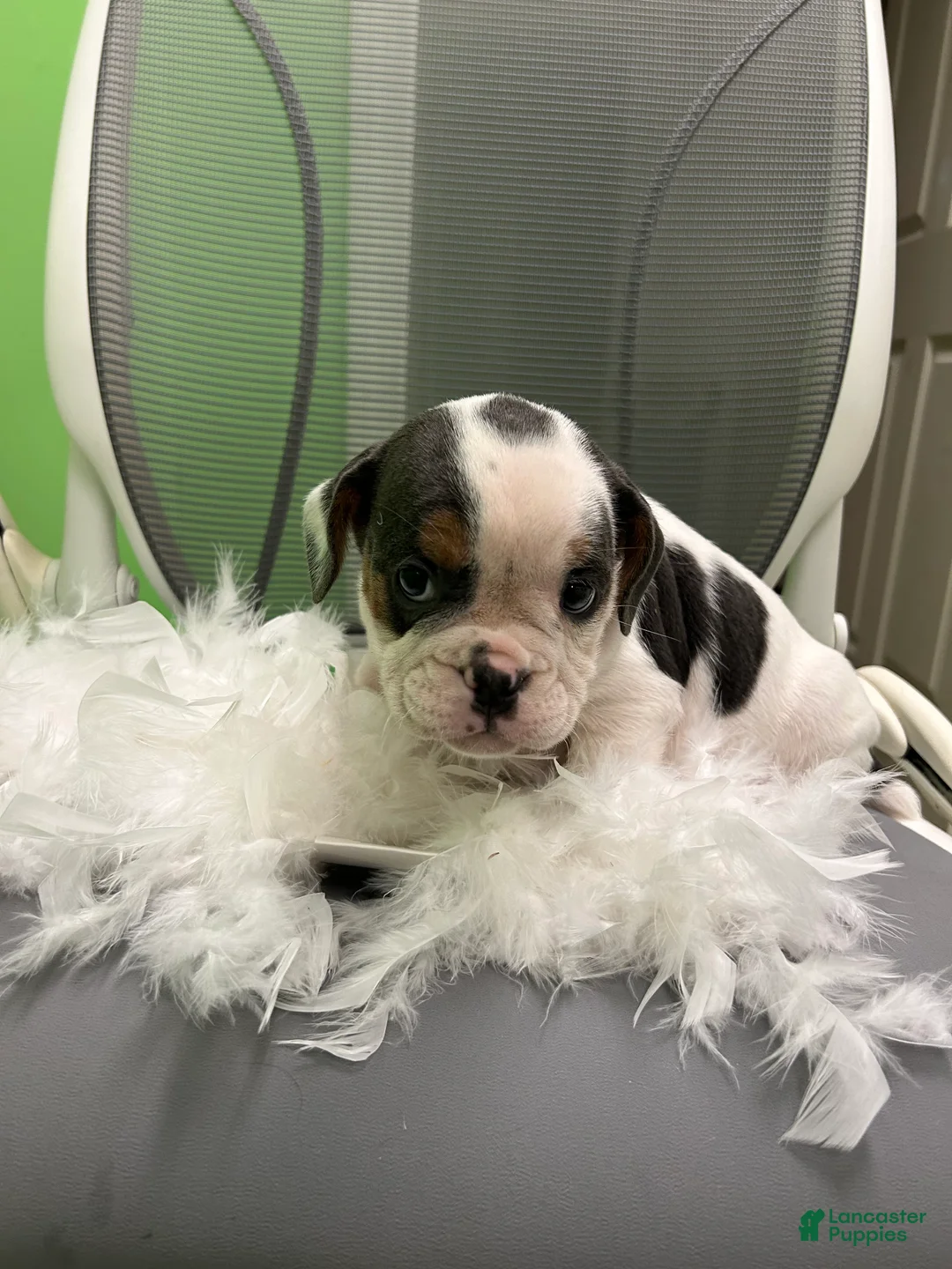 English Bulldog dogs for sale: English Bulldog 2 - Ad 4