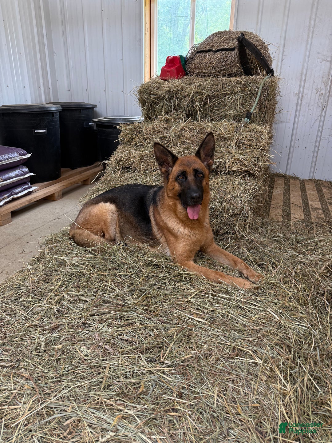 German Shepherd dogs for sale: German Shepherd Puppy 1 - Ad 16