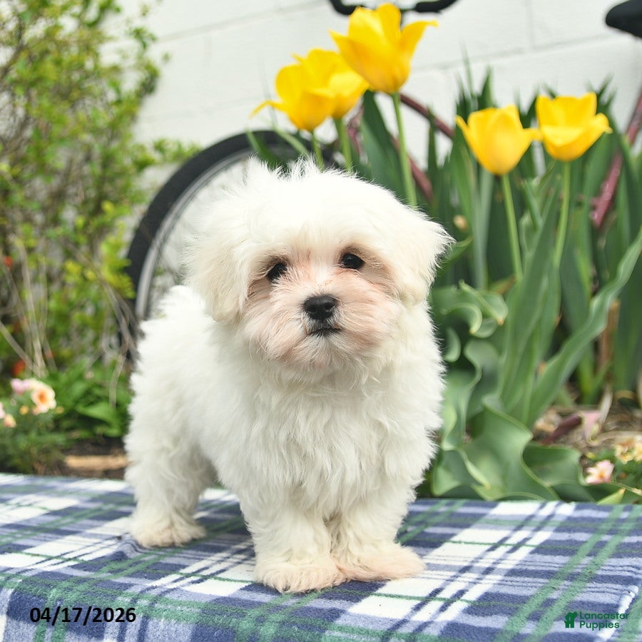 Maltese dogs Skippy - Ad 1