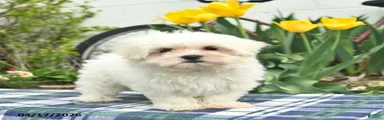 Skippy