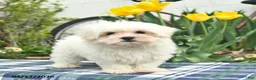 Maltese dogs for sale: Skippy - Ad 1