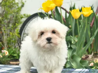 Maltese dogs for sale: Skippy - Ad 1