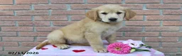 Golden Retriever dogs for sale: Indie - Ad 3