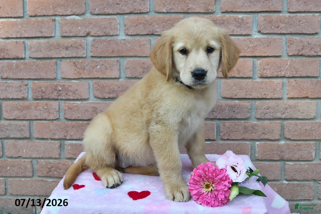 Golden Retriever dogs for sale: Indie - Ad 3
