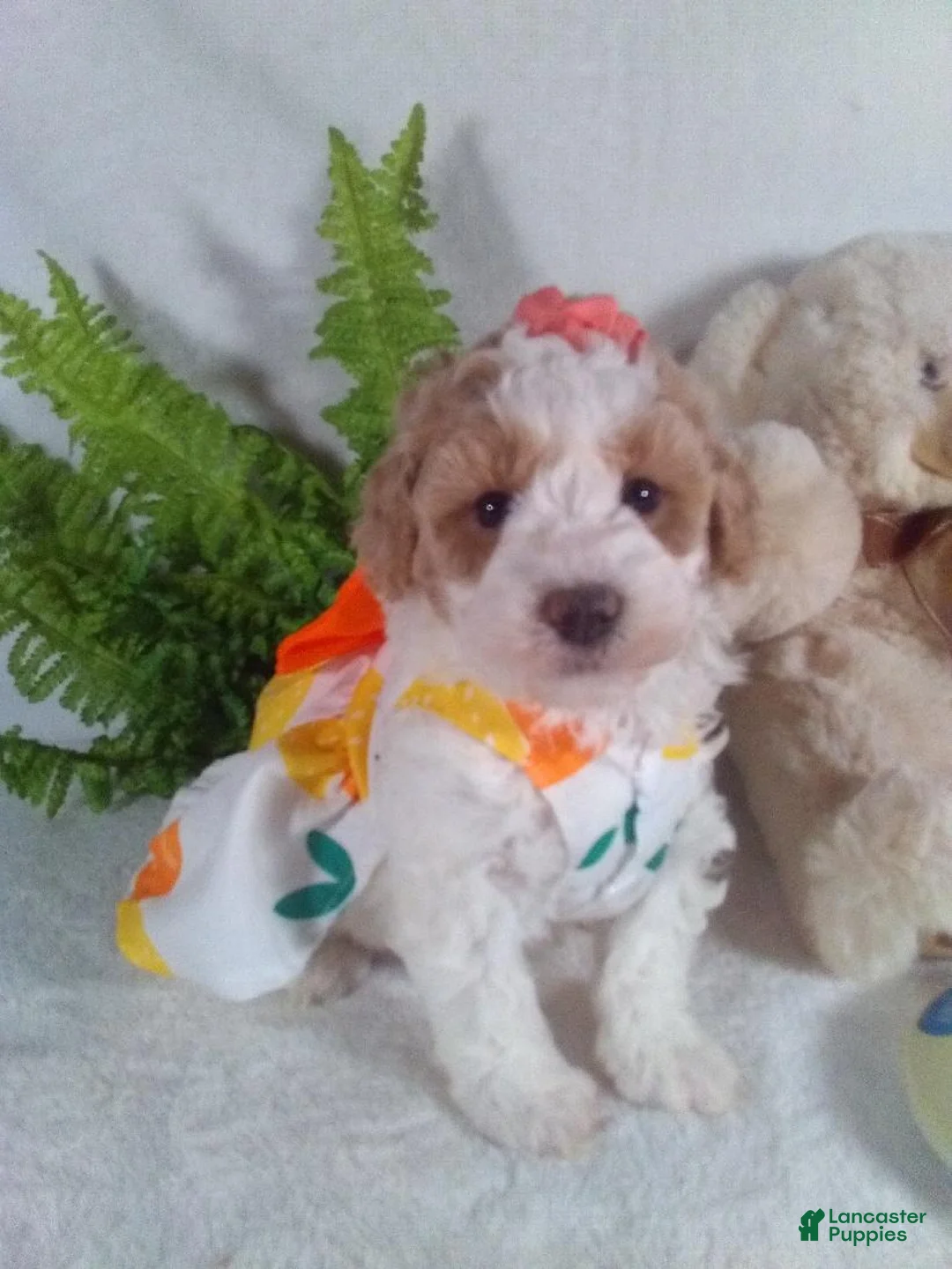 Bichpoo dogs for sale: Alexis  - Ad 2