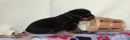 Rottweiler dogs for sale: King - Ad 4