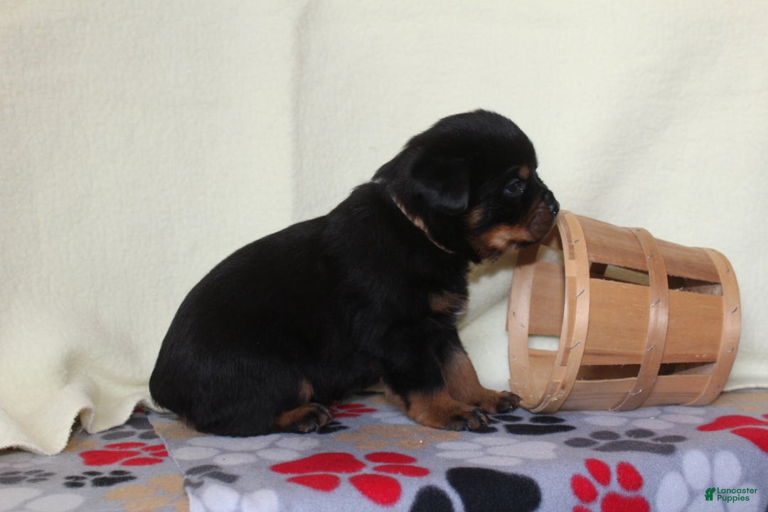 Rottweiler dogs for sale: King - Ad 4