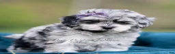 Maltipoo dogs for sale: Willow - Ad 2