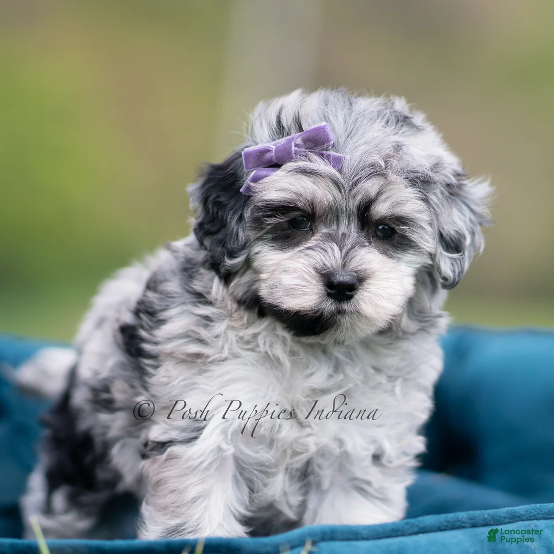 Maltipoo dogs for sale: Willow - Ad 2