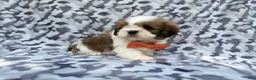 Lhasa Apso dogs for sale: Gannon - Ad 5