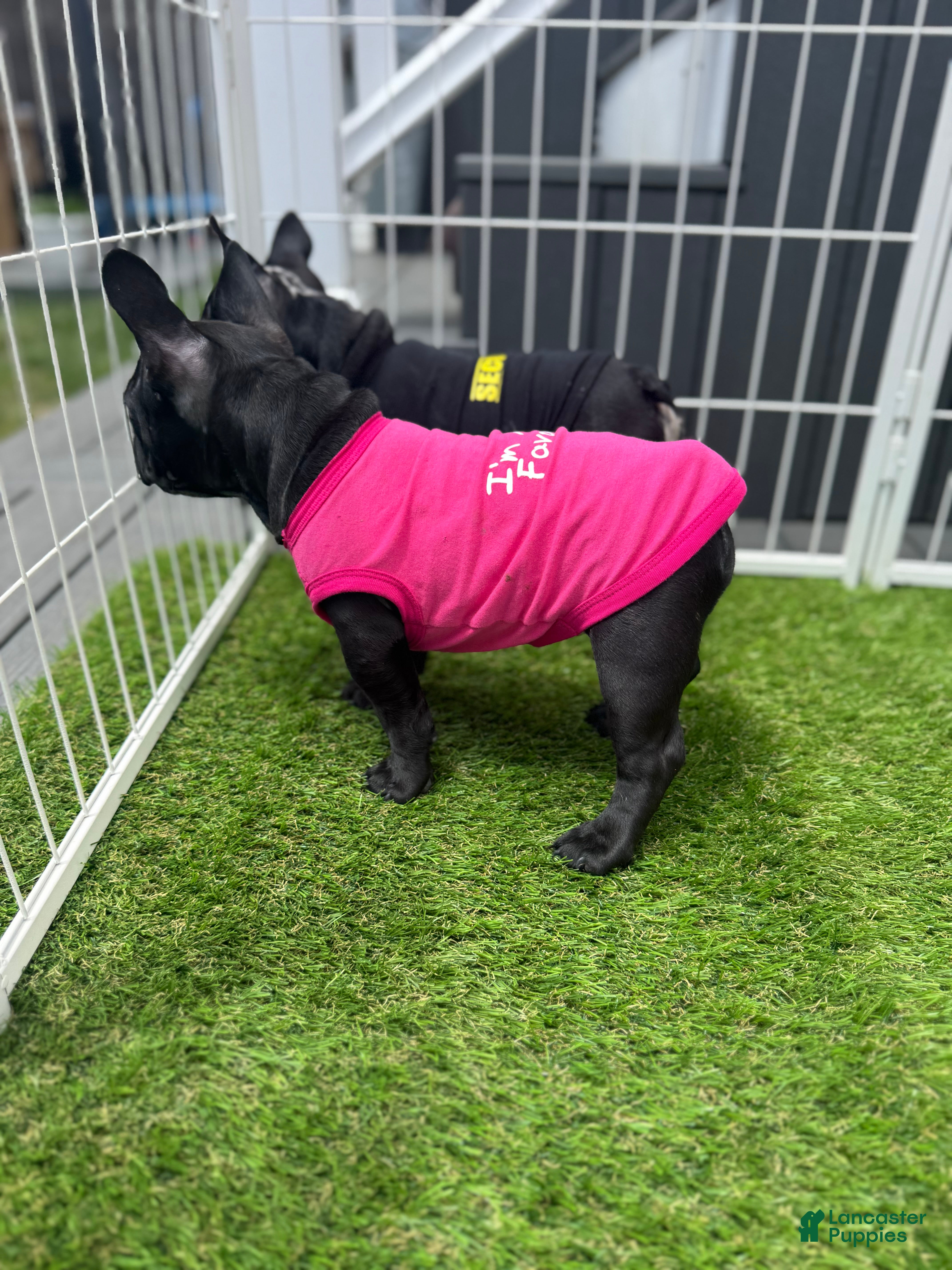 French Bulldog dogs French Bulldog Puppy 2 - Ad 2