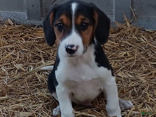 Mixed Breed dogs Pepper - Ad 14