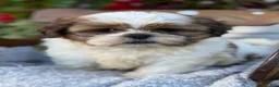 Shih Tzu dogs for sale: Seely - Ad 10