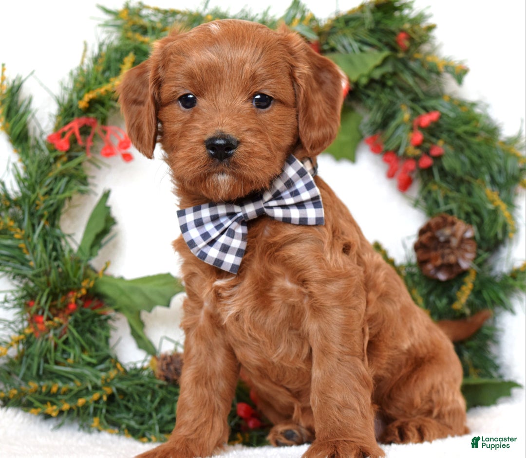 Cavapoo dogs for sale: Corbin - Ad 4