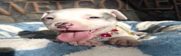 American Bully dogs for sale: "DOLLY PARTON" WHITE MERLE - Ad 8
