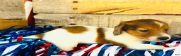 Miniature Dachshund dogs for sale: Jim Beam (Longhair) - Ad 9