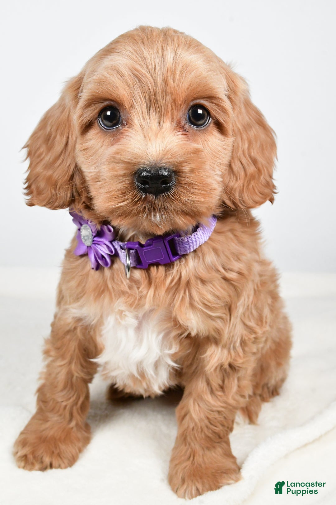 Cockapoo dogs for sale: Cookie - Ad 7