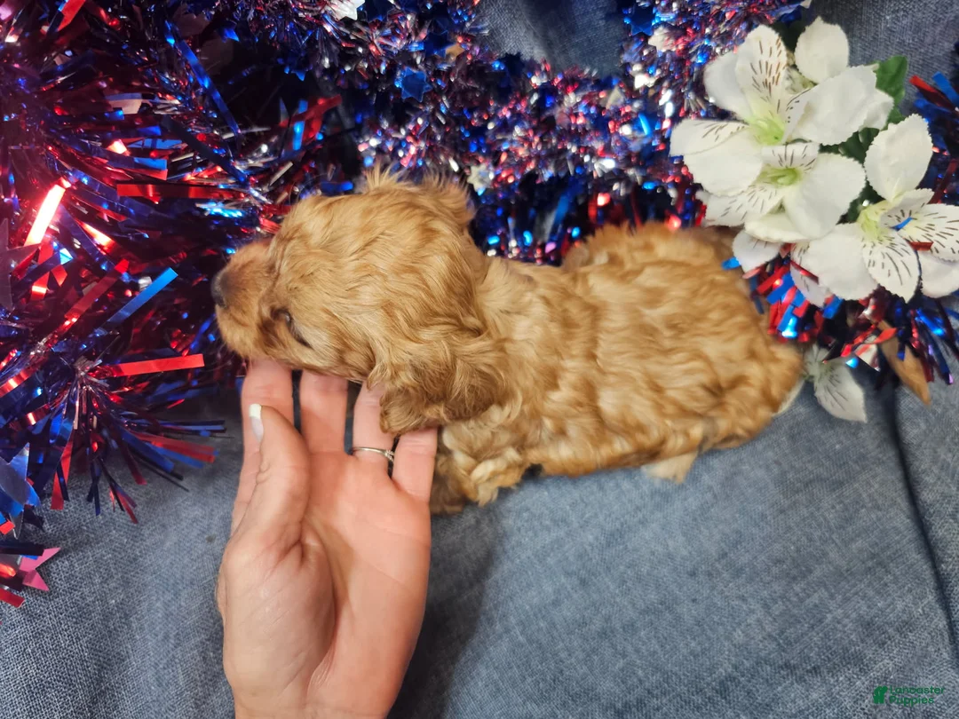 Maltipoo dogs for sale: Mosley (Male) - Ad 2