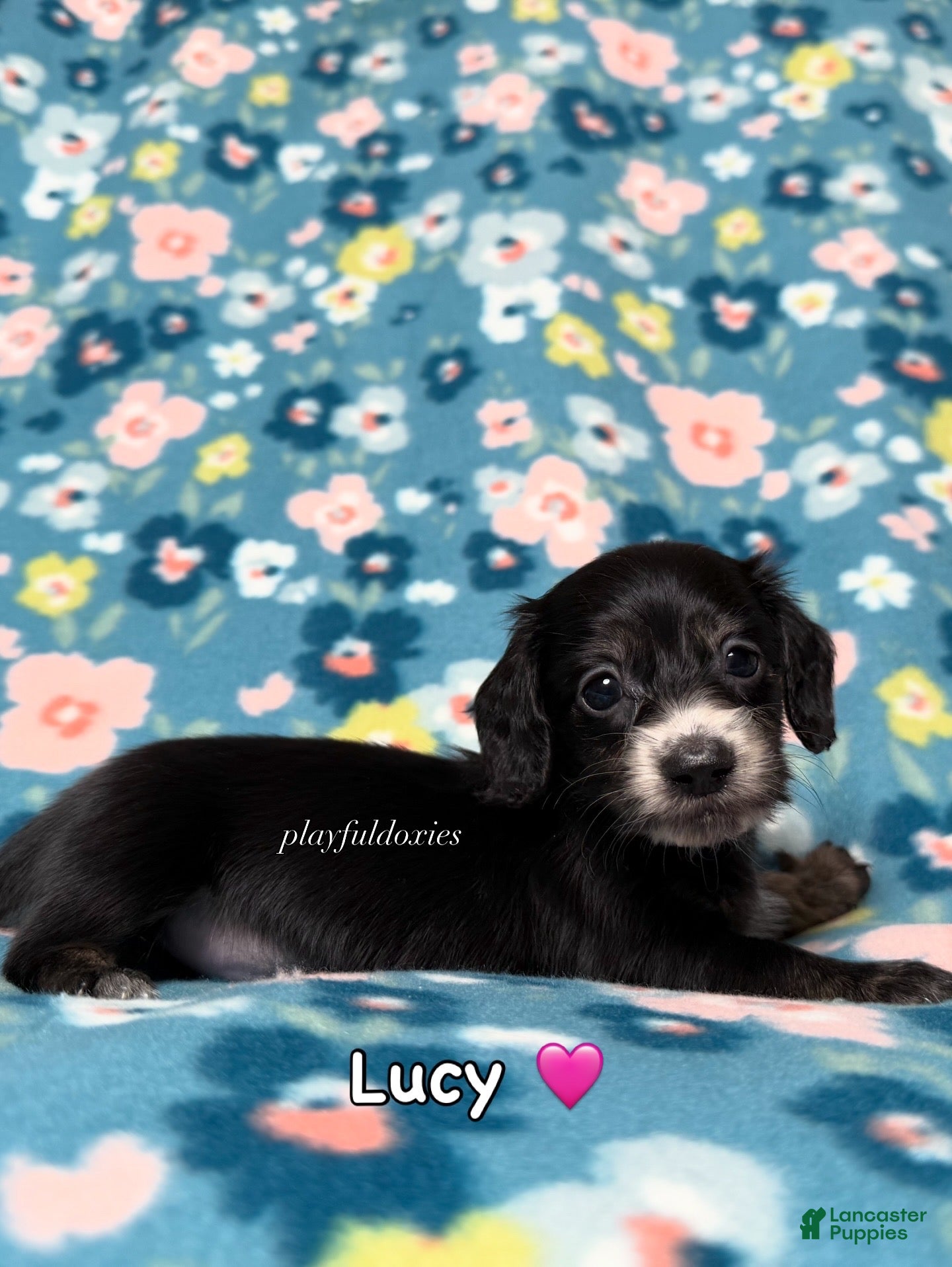Miniature Dachshund dogs Lucy - Dachshund Puppy Black Piebald Female Long Haired - Ad 1