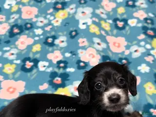 Miniature Dachshund dogs for sale: Ready now! Lucy - Dachshund Puppy Black & Cream Piebald Female Long Haired - Ad 3
