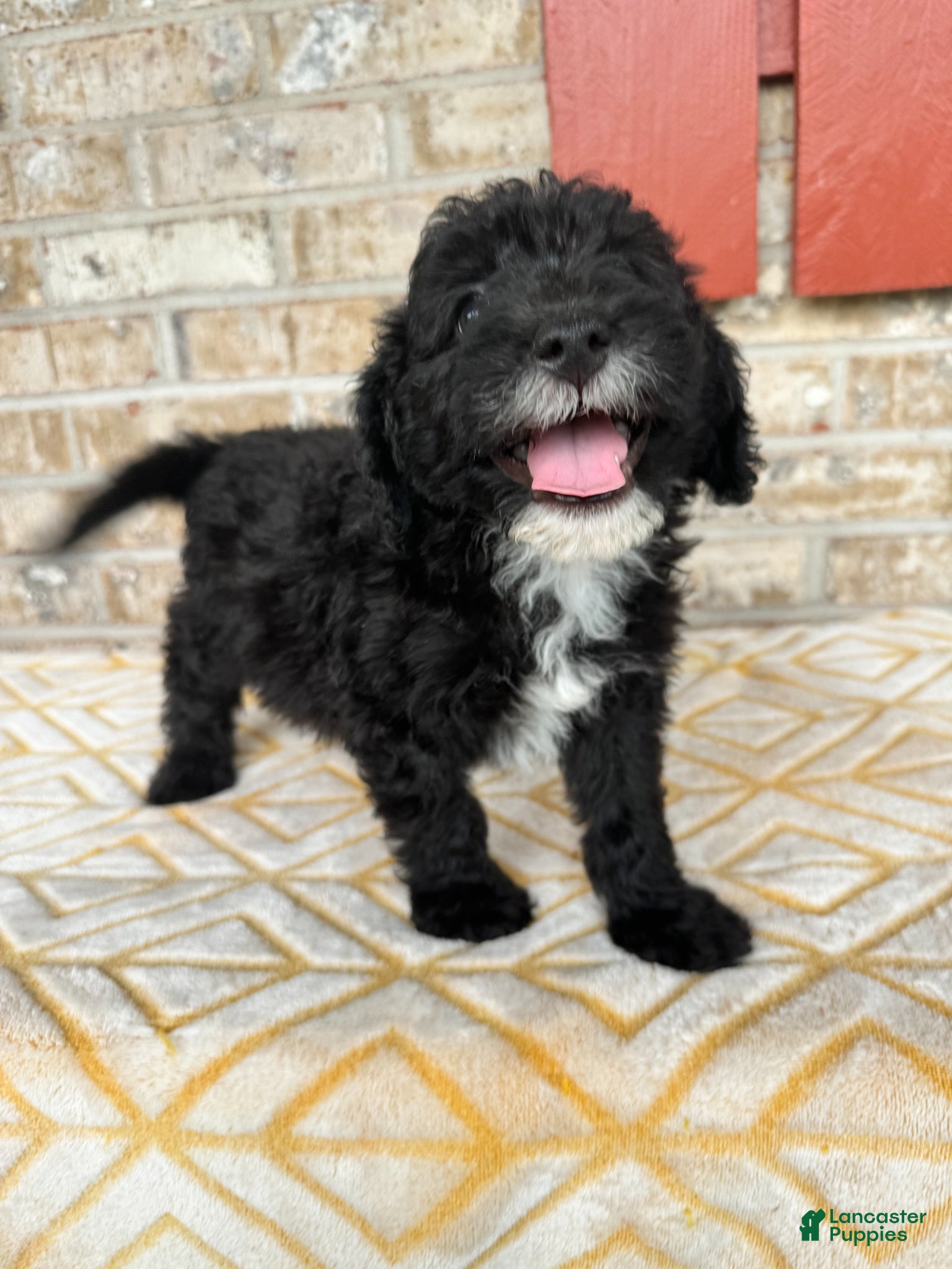 Mixed Breed dogs Nico - Ad 8