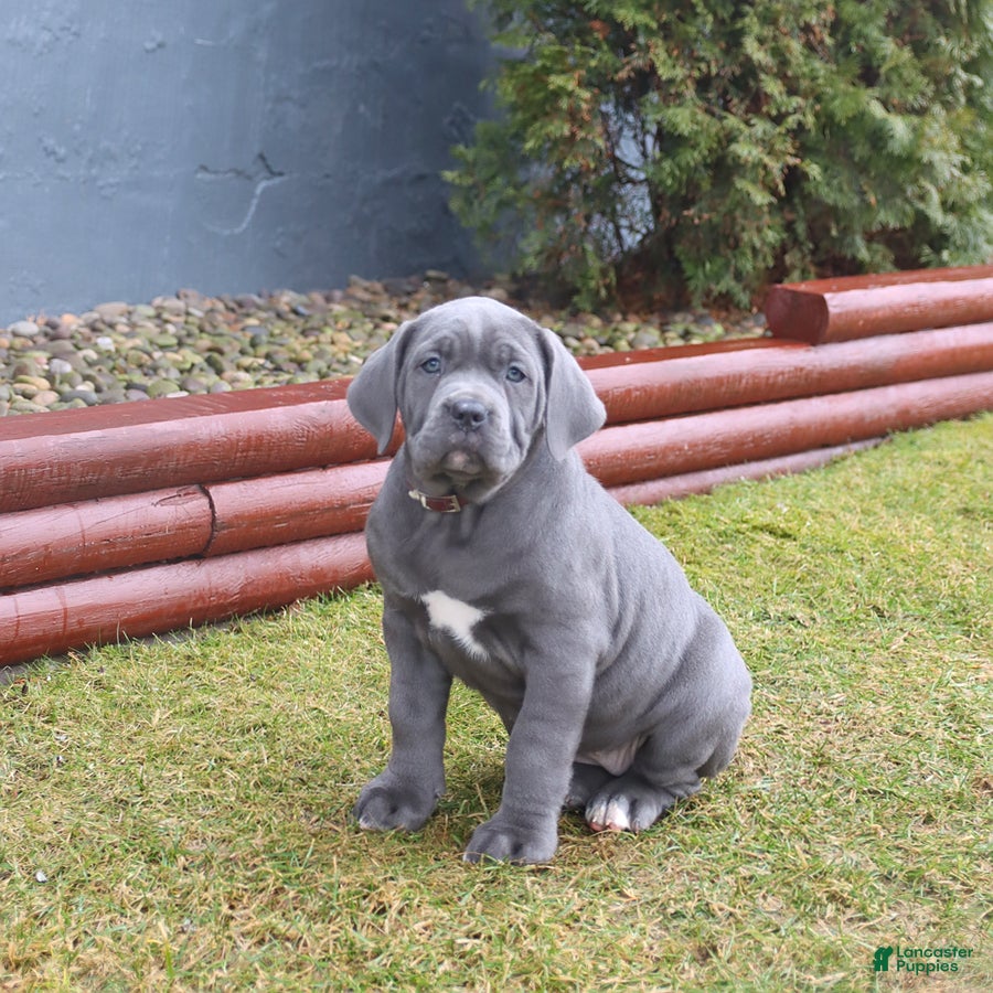 Cane Corso dogs Gabby - Ad 2