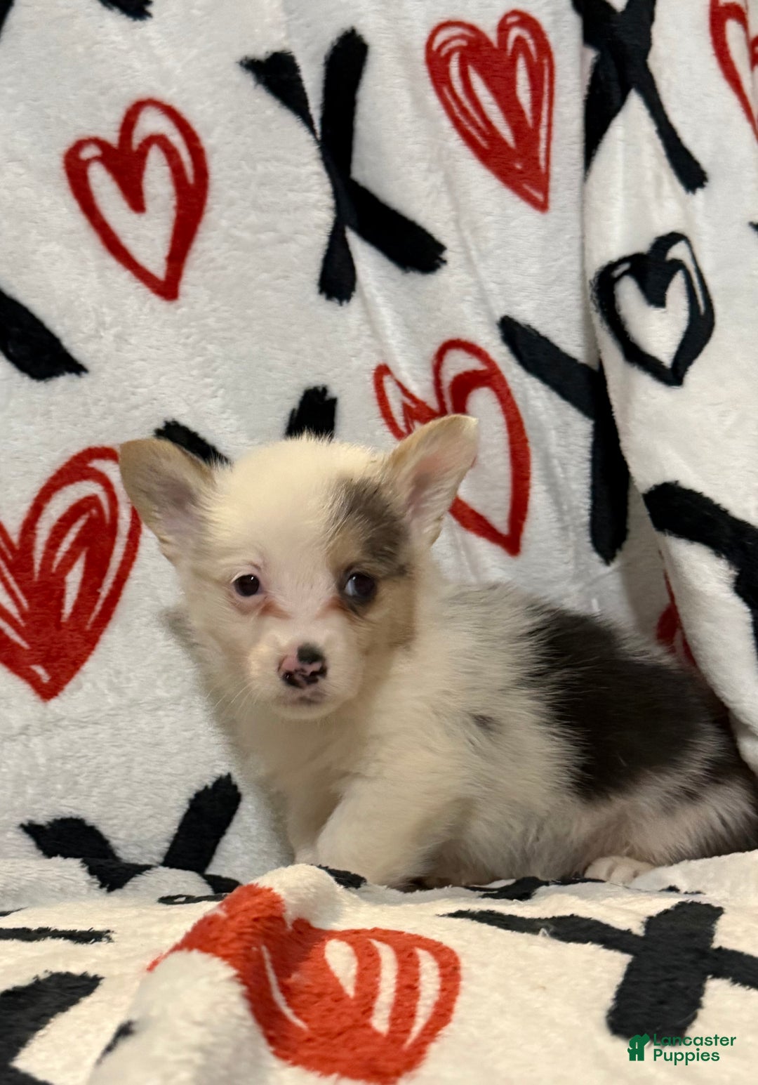 Welsh Corgi Pembroke dogs for sale: Jack - Ad 2