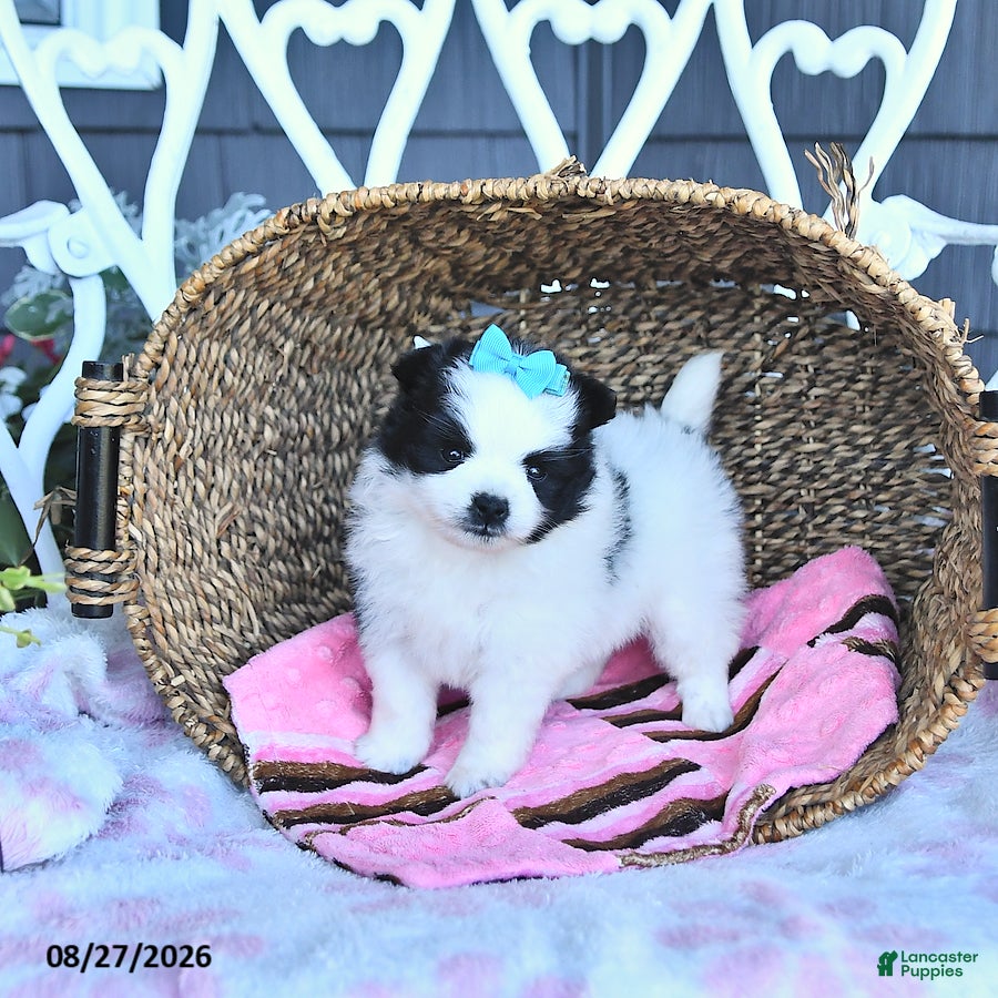 Pomeranian dogs Amber - Ad 2