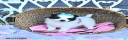 Pomeranian dogs for sale: Amber - Ad 2
